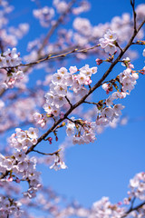 Obraz premium さくらさくら