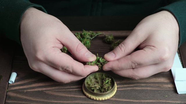 Man break cannabis bud and fill yellow metal marijuana grinder