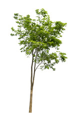 Trees on a isolated white background