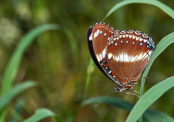 A macro image of an Australian woodland butterfly, facing down as it clings to a blade of grass in the early autumn morning; selective-focus creating a pleasing green grass and vegetation background.