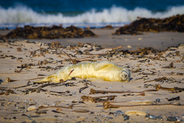 Kegelrobben (Halichoerus grypus) auf Helgoland, Deutschland