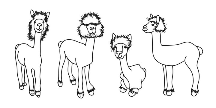 Vector set illustration of cute character alpacas. Isolated outline cartoon illustration.