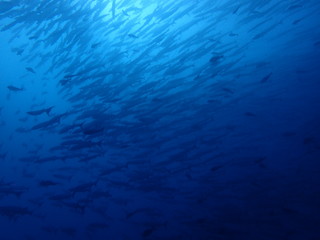Obraz na płótnie Canvas ボルネオ島の海のバラクーダの大群