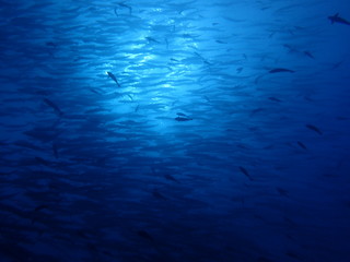 ボルネオ島の海のバラクーダの大群