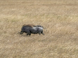 shot of two warthog at masai mara in kenya