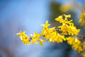 春の黄色い花