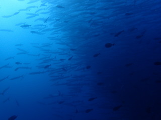 Fototapeta na wymiar ボルネオ島の海のバラクーダの大群