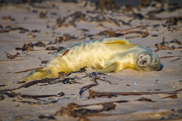 Neugeborene Kegelrobbe (Halichoerus grypus) auf Helgoland, Deutschland