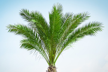 Beautifully stylish palm tree on nature shore of the sea background