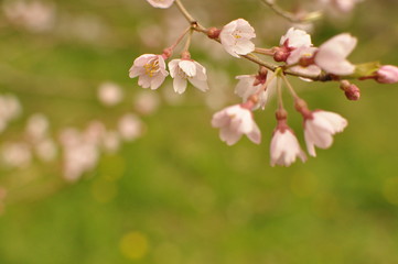 桜淵公園 五分咲きの桜 クローズアップ