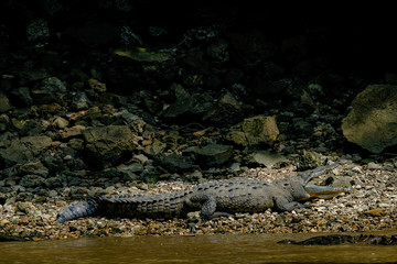 Mexico Canyon Sumidero Live crocodile lies in the sun on stones in the wild
