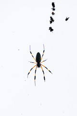 Big spider with black and yellow paws on the web in the afternoon