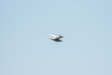 white bird flying in the sky