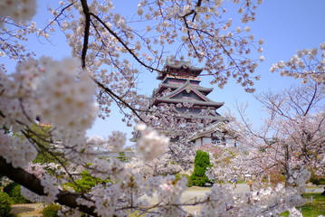 京都　伏見桃山城の桜