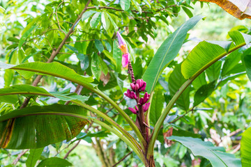 Pink Bananas growing in a tropical garden.