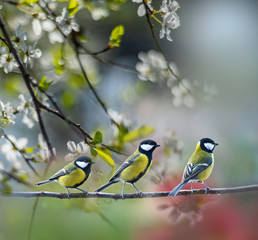 Fototapeta premium great tit (Parus major) in the spring garden