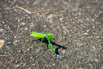 カマキリ