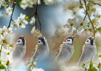 The house sparrow (Passer domesticus) in the spring garden