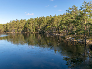 sunny landscape with a forest lake