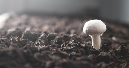 Delicious food. Mushroom champignon in farm © andranik123