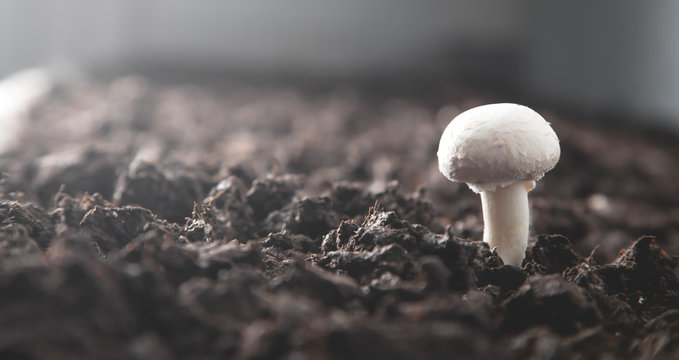 Delicious food. Mushroom champignon in farm