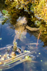 Eine Erdkröte im Gartenteich in der Draufsicht