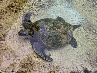 Obraz premium Turtle on the surface Atlantis aquarium