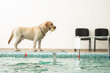 The dog stands and jumps with a toy in the pool. Sports training of dogs.