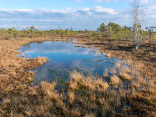 landscape with blue swamp lakes surrounded by small pine and birch trees and green moss on spring day