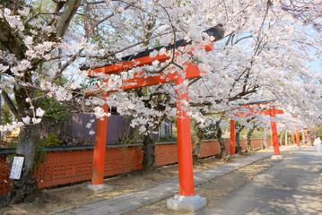 京都　竹中稲荷神社の鳥居と桜