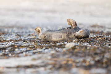Kegelrobben (Halichoerus grypus) auf Helgoland, Deutschland