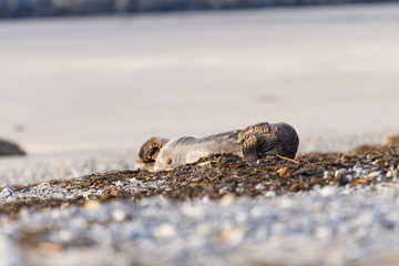Kegelrobben (Halichoerus grypus) auf Helgoland, Deutschland