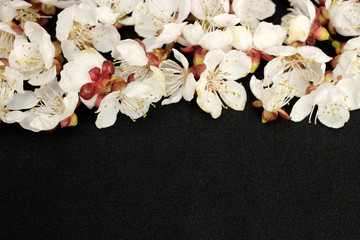 apricot flowers on a black background close-up, space for text