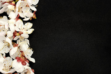 apricot flowers on a black background close-up, space for text