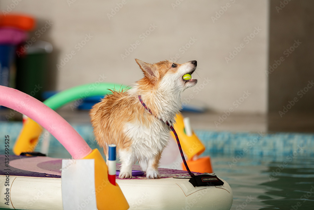 Wall mural the dog stands and jumps with a toy in the pool. sports training of dogs.