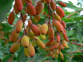 Barberry fruits in the natural environment