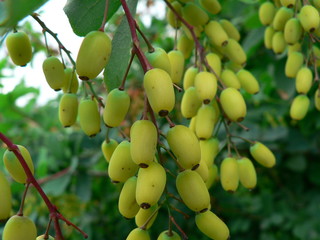 Barberry fruits in the natural environment