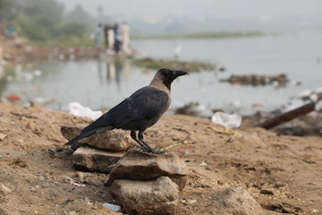 crow on the beach