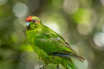 Red-crowned Parakeet, bird at Tiritiri Matangi. New Zealand