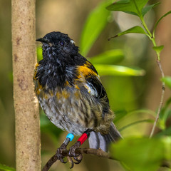 Stitch Bird,  bird at Tiritiri Matangi. New Zealand