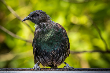 Tui, bird at Tiritiri Matangi. New Zealand
