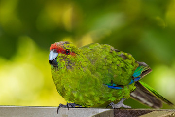 Red-crowned Parakeet, bird at Tiritiri Matangi. New Zealand