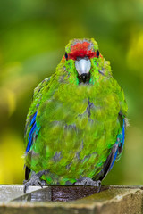 Red-crowned Parakeet, bird at Tiritiri Matangi. New Zealand