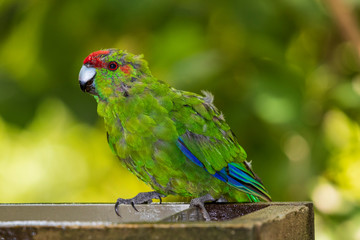 Red-crowned Parakeet, bird at Tiritiri Matangi. New Zealand