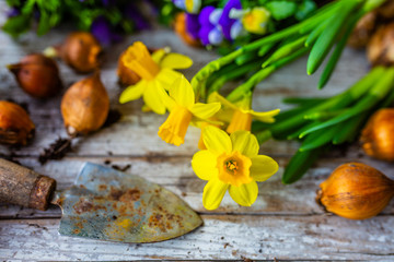 Obraz na płótnie Canvas Spring daffodils and flower bulbs.