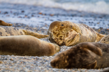 Kegelrobbe (Halichoerus grypus) auf Helgoland, Deutschland