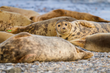 Fototapeta premium Kegelrobben (Halichoerus grypus) auf Helgoland, Deutschland