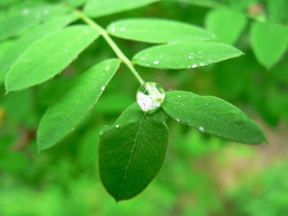 A Dewdrop on a green leaf