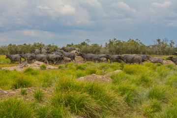 Fototapeta na wymiar Swamp Buffalo