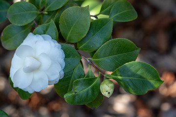 Flower of white camellia japonica Mathotiana alba